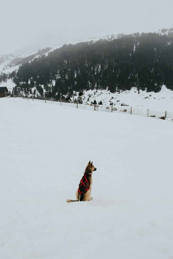 Come avviare un'attività di dog sitting professionale nella propria città?